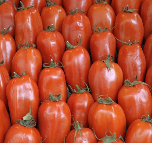 Tomate dure 1kg